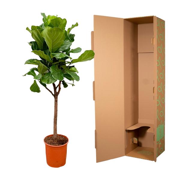 Ficus Lyrata boom - 180cm - 30