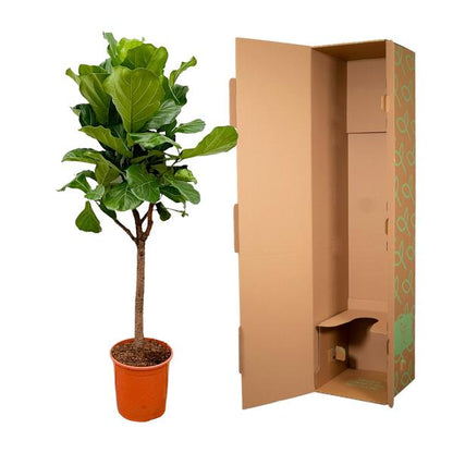 Ficus Lyrata boom - 180cm - 30