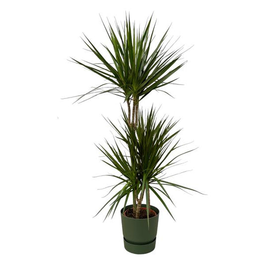 Dracaena Marginata - 120cm - Ø21cm inclusief elho Greenville Round groen D24xH23