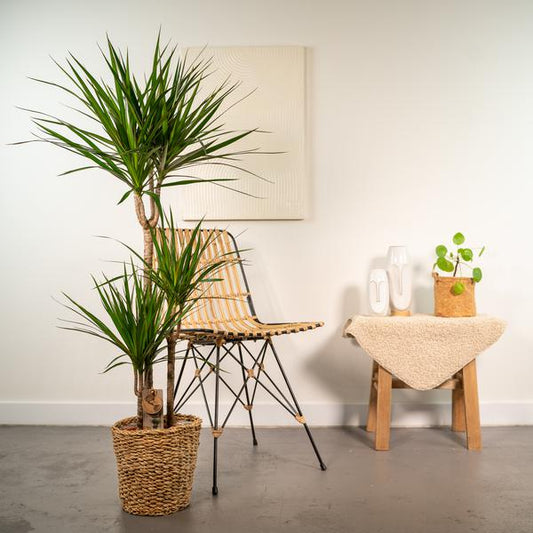 Dracaena met mand - 120cm - Ø21cm