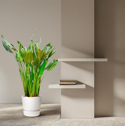 Strelitzia Reginae XL - 160cm - 30