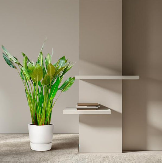 Strelitzia Reginae XL - 160cm - 30