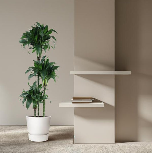 Dracaena Tatuade - 140 cm - ø24