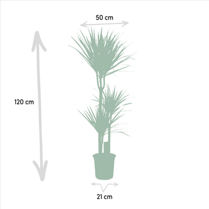 Dracaena Marginata - Ø21cm - ?120cm