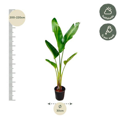 Strelitzia Augusta - 210cm - 30