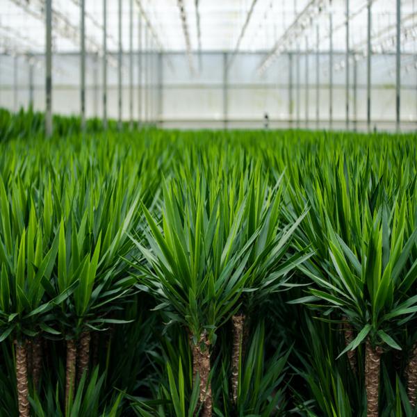 Yucca - Ø17cm - ?90cm