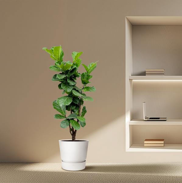 Ficus Lyrata vertakt - 180cm - 32