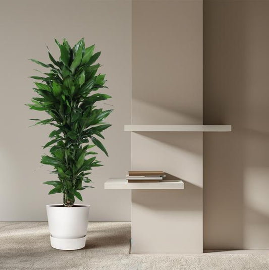 Dracaena Janet Lind vertakt - 130 cm - ø31