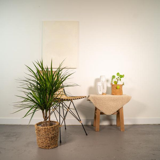 Dracaena Marginata - Ø17cm - ?90cm