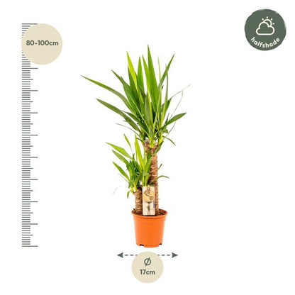 Yucca - Ø17cm - ?90cm