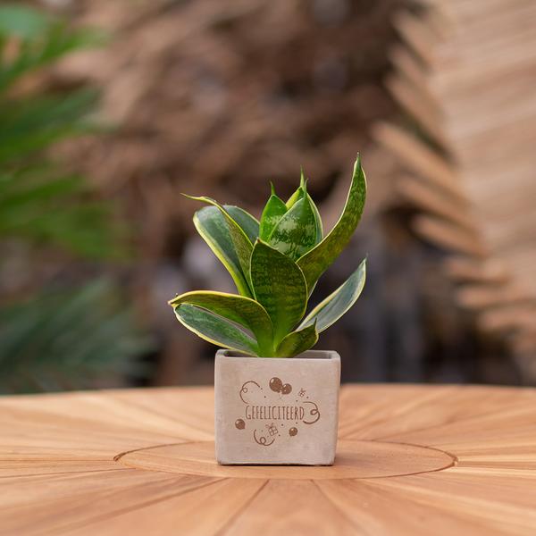 Sansevieria | Gefeliciteerd