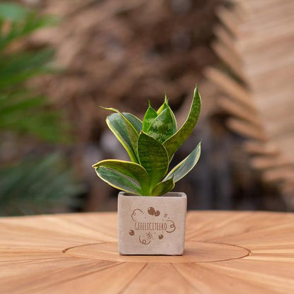Sansevieria | Gefeliciteerd