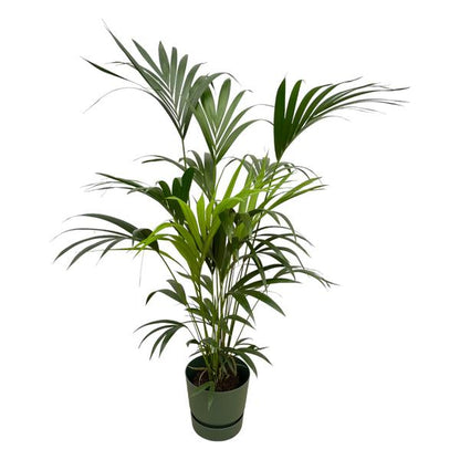 Kentia palm - 160cm - Ø30
