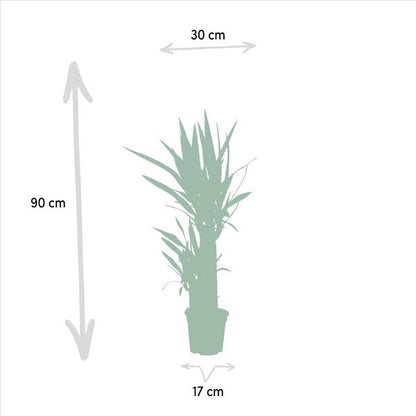 Yucca - Ø17cm - ?90cm