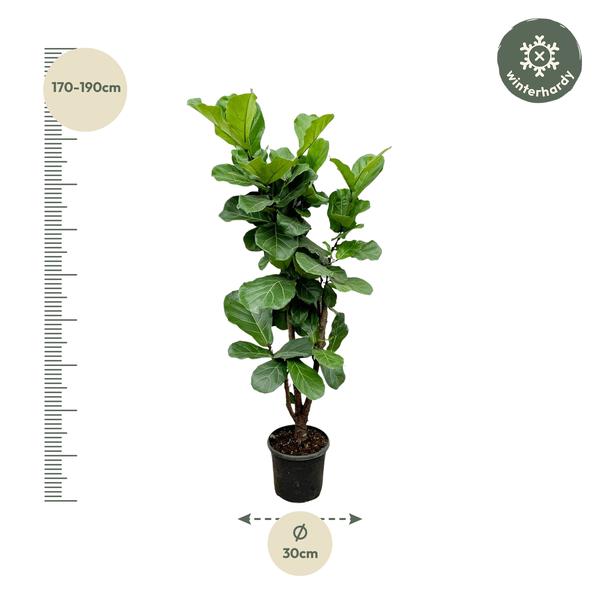 Ficus Lyrata vertakt - 180cm - 32