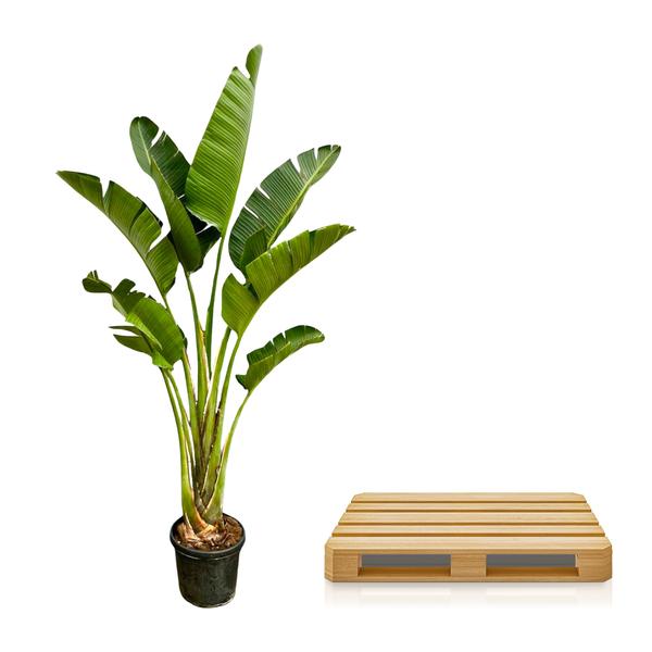 Strelitzia Augusta - 250cm - 45