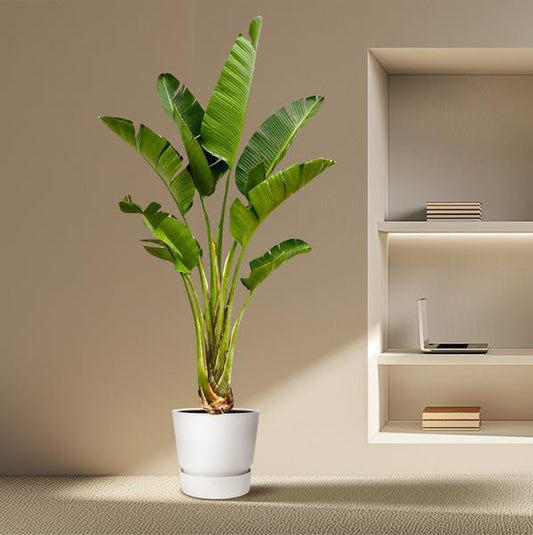 Strelitzia Augusta - 250cm - 45