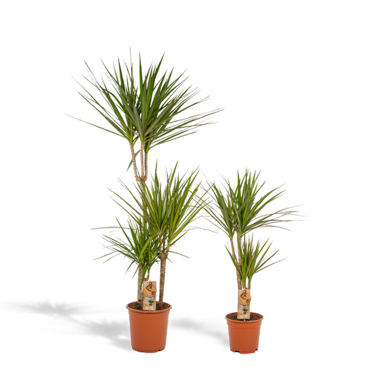 Dracaena - 120cm - Ø21cm + Dracaena - 70cm - Ø17cm