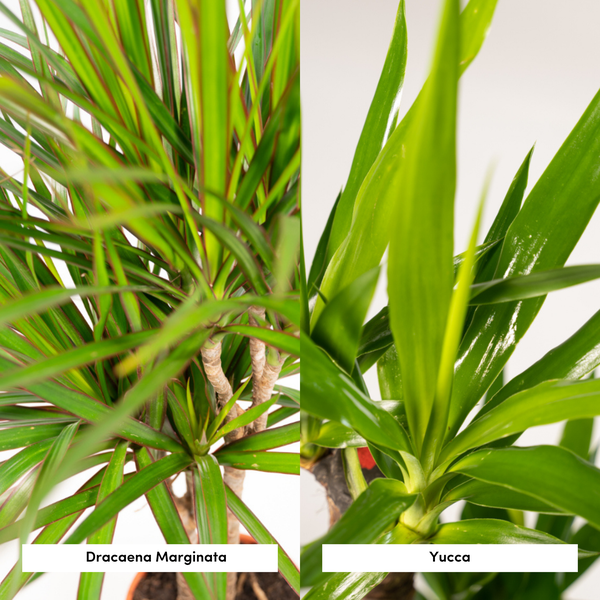 Dracaena 70cm - Ø17cm + Yucca 90cm - Ø17cm