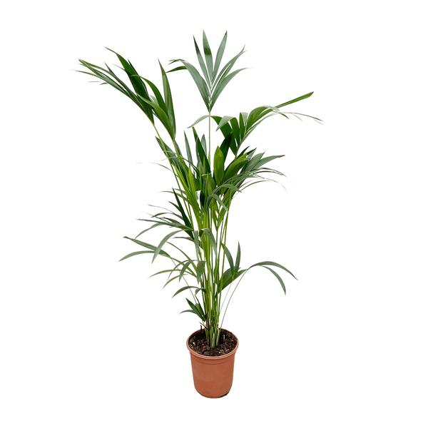Kentia palm - Ø24