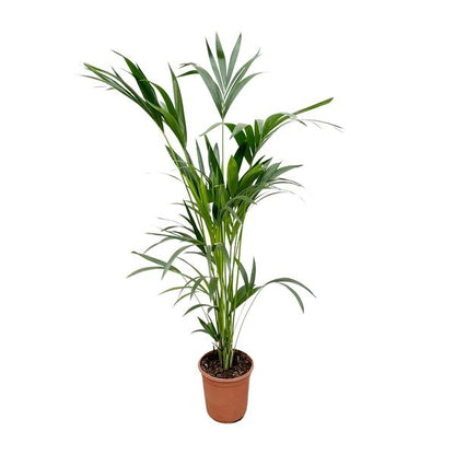 Kentia palm - Ø24