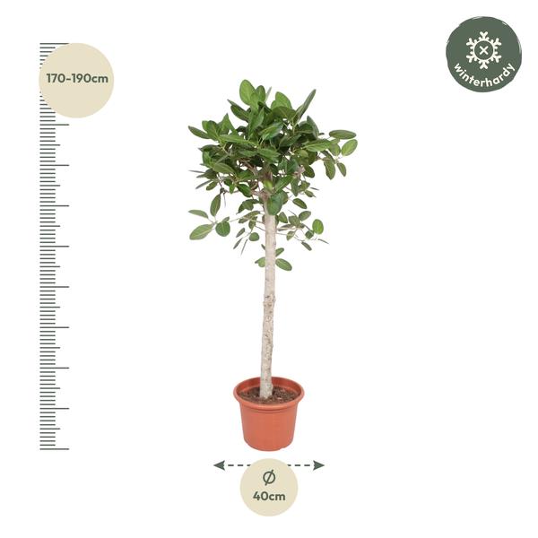 Ficus Benghalensis boom - 190 cm - ø40