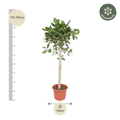 Ficus Benghalensis boom - 190 cm - ø40