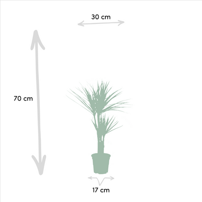 Dracaena 70cm - Ø17cm + Yucca 90cm - Ø17cm