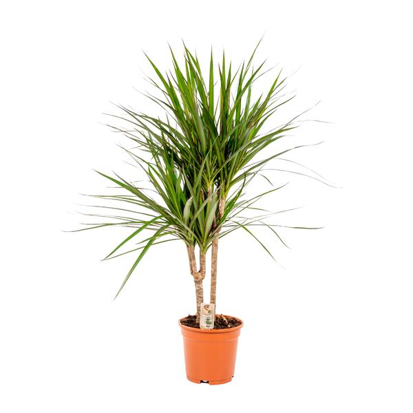 Dracaena Marginata - Ø17cm - ?90cm