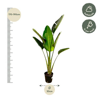 Strelitzia Augusta - 180cm - 30