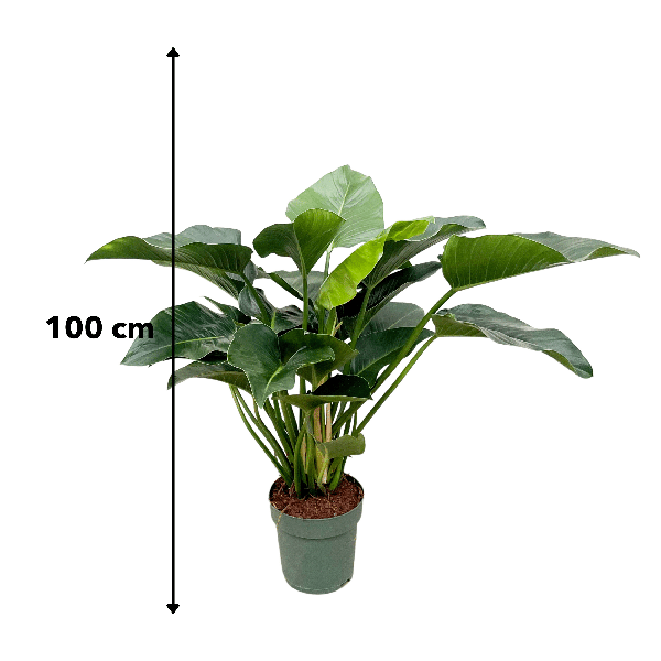 Philodendron Green Beauty - 120cm - 30