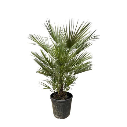 Chamaerops Humilis struik - 150cm- ø30