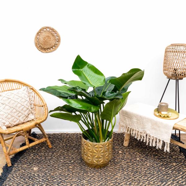 Philodendron Green Beauty - 120cm - 30