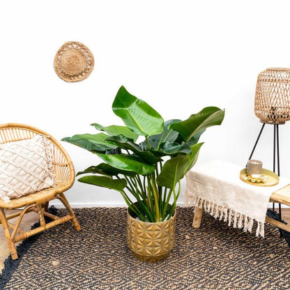 Philodendron Green Beauty - 120cm - 30