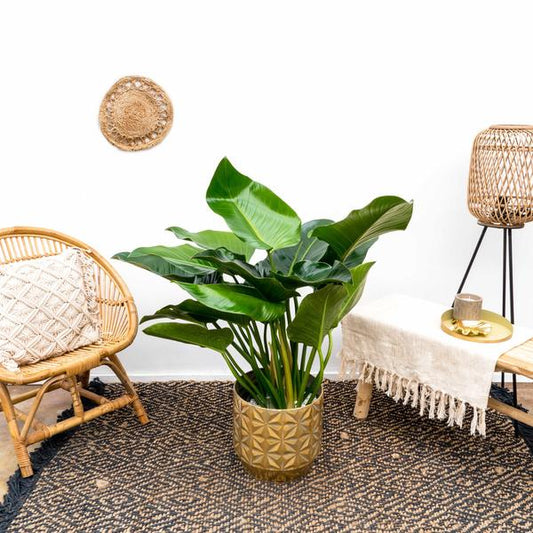 Philodendron Green Beauty - 120cm - 30