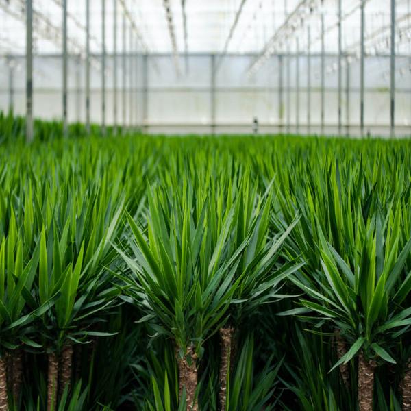 2x Yucca - 90cm - Ø17cm
