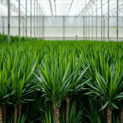 2x Yucca - 90cm - Ø17cm