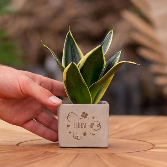 Sansevieria | Beterschap