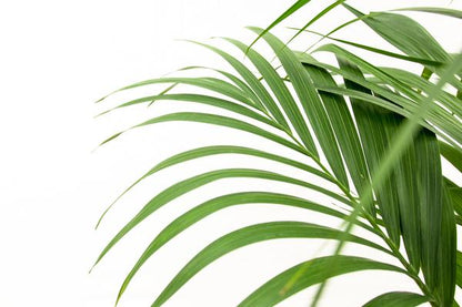 Kentia palm - Ø24