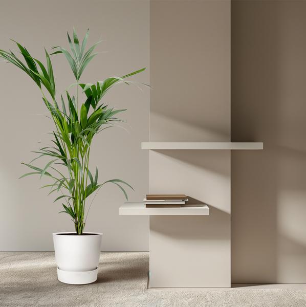 Kentia palm - Ø24