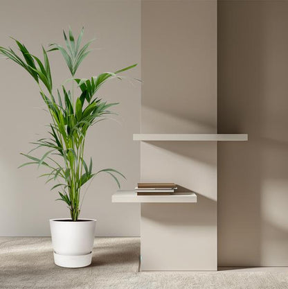 Kentia palm - Ø24