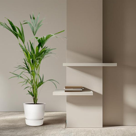 Kentia palm - Ø24
