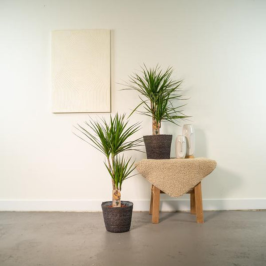 2x Dracaena - 90cm - Ø17cm