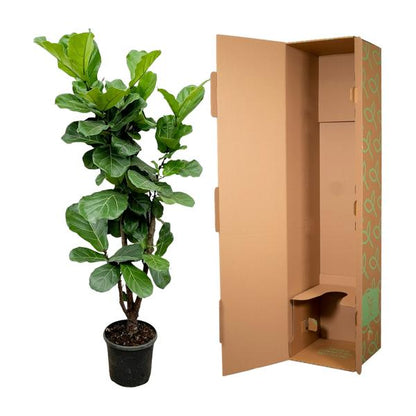 Ficus Lyrata vertakt - 180cm - 32