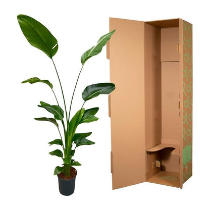 Strelitzia Nicolai - 180 cm - 24