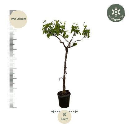 Druivenboom (Vitis Vinifera) stam vertakt - 200cm - ø35