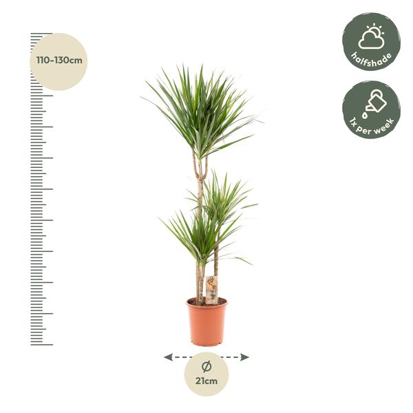 Dracaena Marginata - Ø21cm - ?120cm