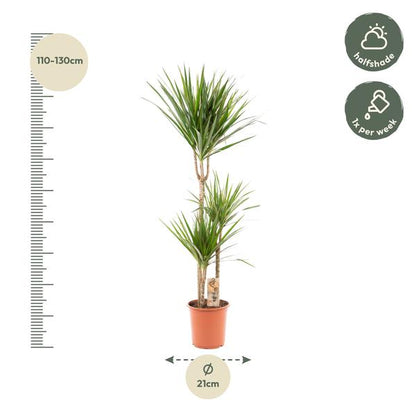 Dracaena Marginata - Ø21cm - ?120cm
