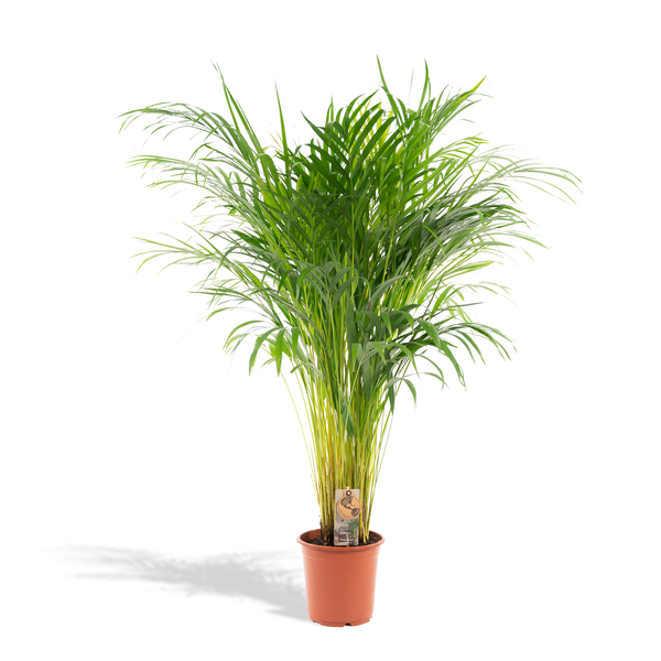 Areca palm - Ø21cm - 110cm
