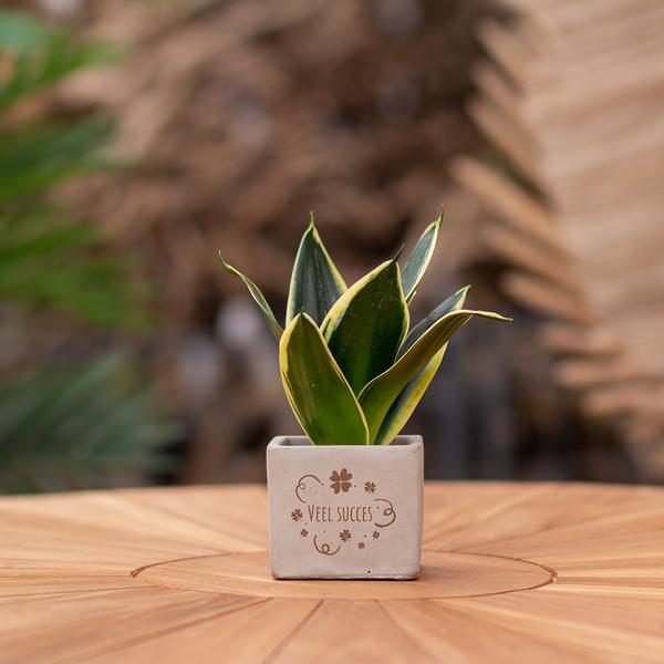 Sansevieria | Veel succes